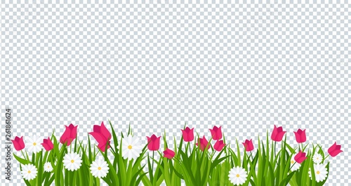Daisies and tulips in green grass on transparent background