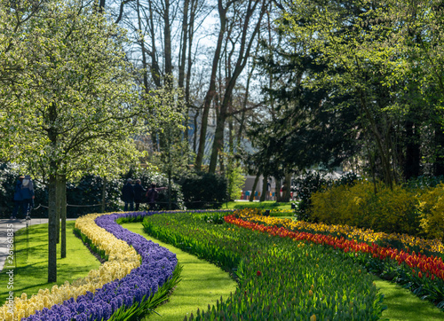 Park in spring with several lanes of tulips