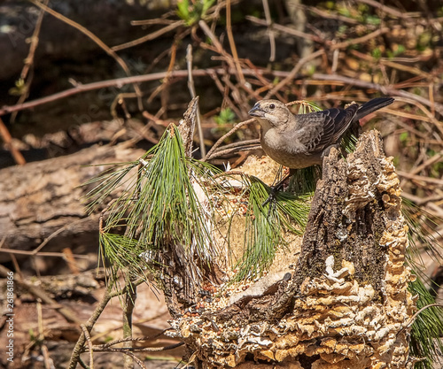 A female brown-headed cowbird at rest in the forest. 