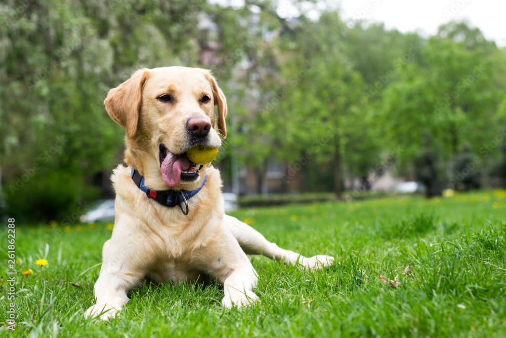 Smiling labrador dog in the city park Smiling labrador dog in the city park