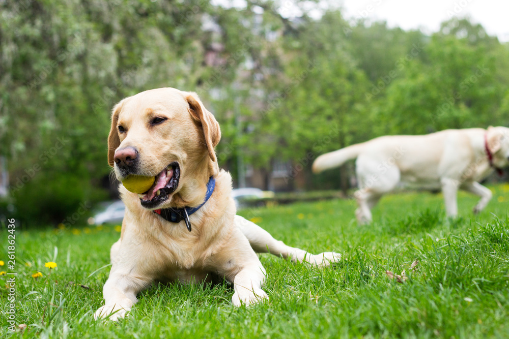Smiling labrador dog in the city park Smiling labrador dog in the city park