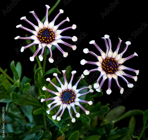 Osteospurmum fruticosum 