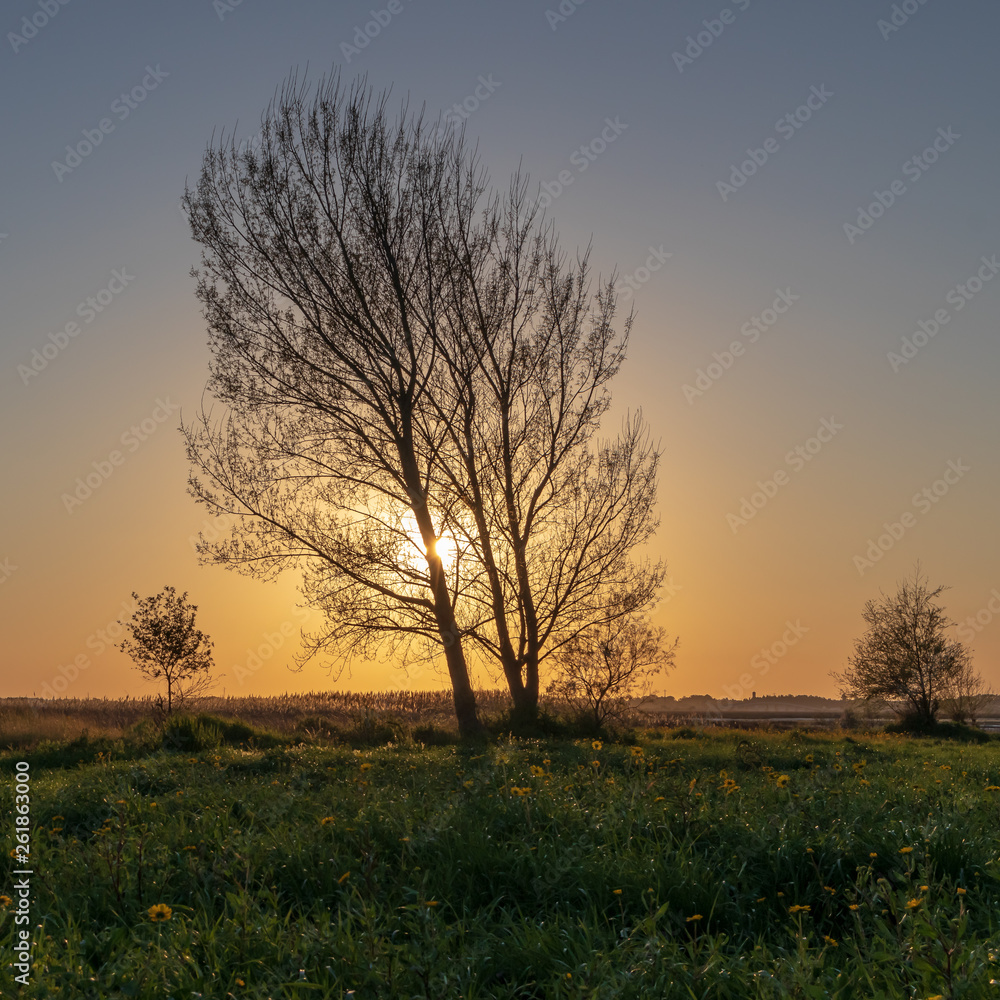Tree with sunset view