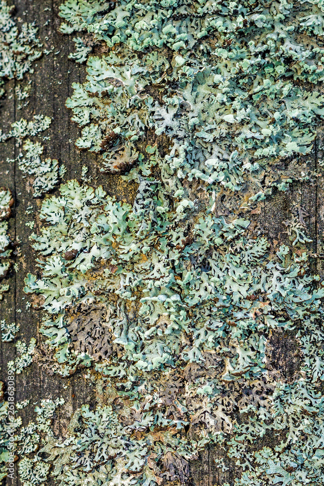 Close-up natural still life in the spring forest with different types of moss, plants and insects on the surface of the tree as a background. Texture. Close-up natural still life in the spring forest with different types of moss, plants and insects on the surface of the tree as a background. Texture.