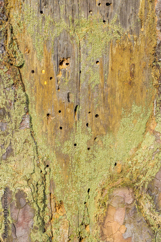 Close-up natural still life in the spring forest with different types of moss, plants and insects on the surface of the tree as a background. Texture. photo