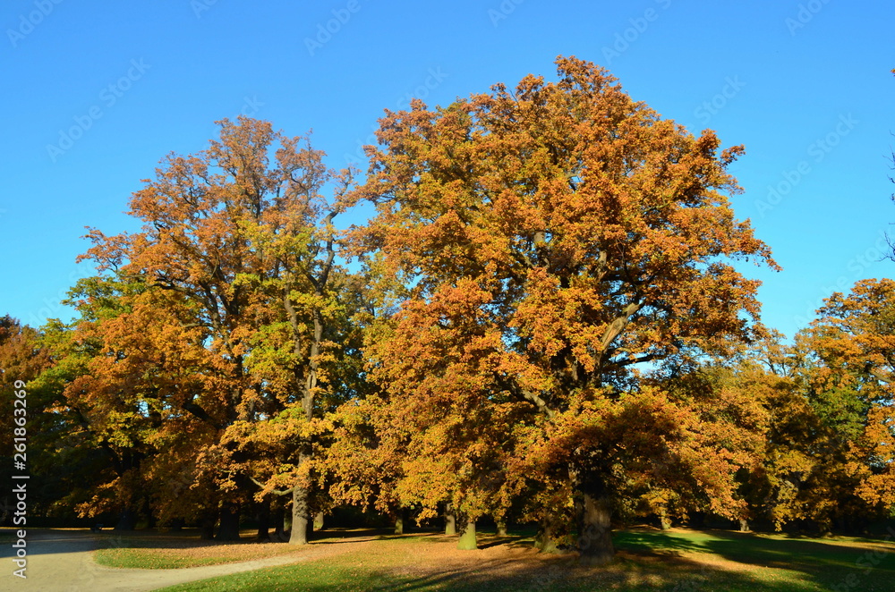 Bäume im Park Herbst