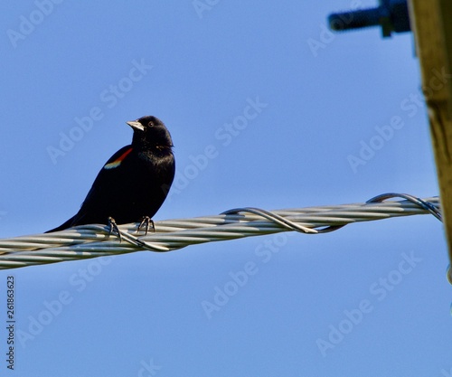 Red Wing Blacbird Closeup