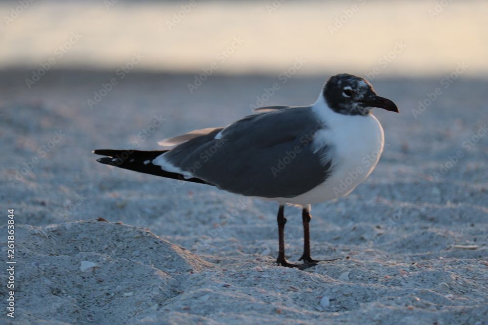 Fototapeta premium seagull on the beach