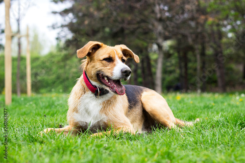 Fototapeta Naklejka Na Ścianę i Meble -  Portrait of cute mixed breed dog 