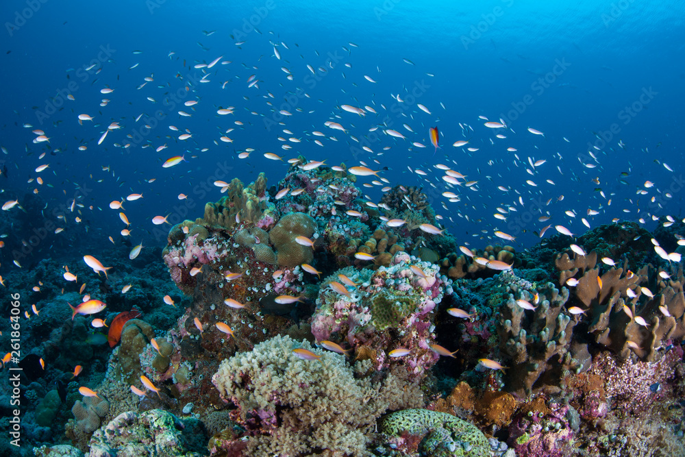 Vibrant corals and fish thrive on a current-swept coral reef in the Republic of Palau. 