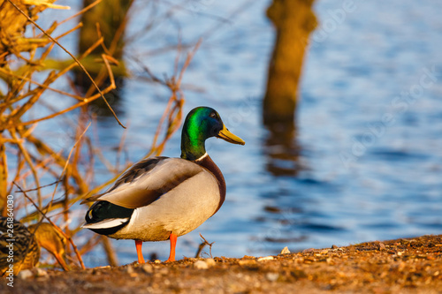 A male duck stands on the edge of the lake