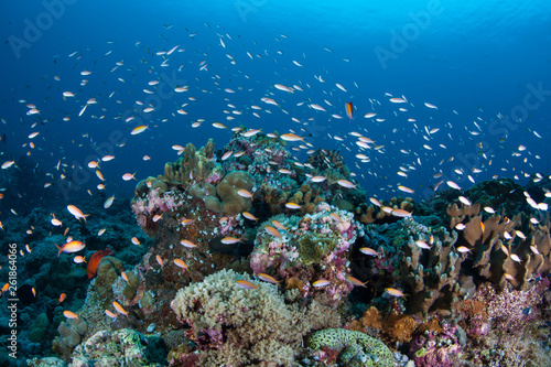 Vibrant corals and fish thrive on a current-swept coral reef in the Republic of Palau. 