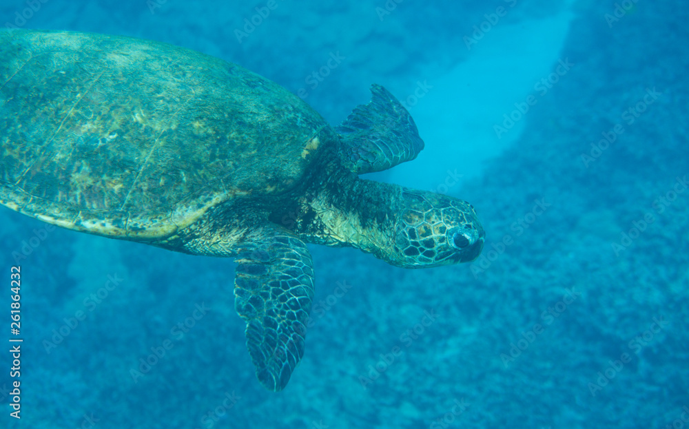 Green Sea Turtle; Chelonia mydas Green Sea Turtle; Chelonia mydas