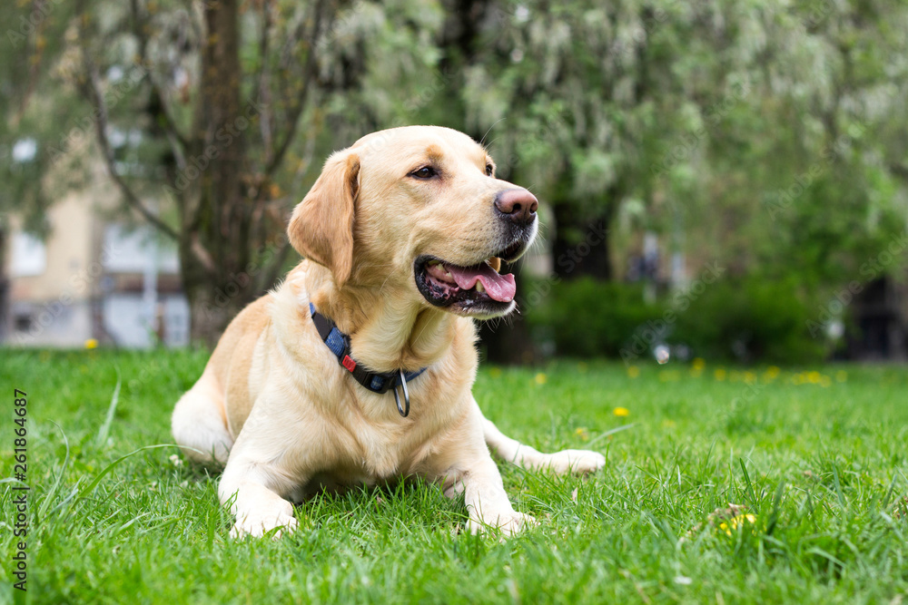 Smiling labrador dog in the city park