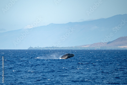 Breaching Baby Humpback Whale outside of Lahaina, Maui