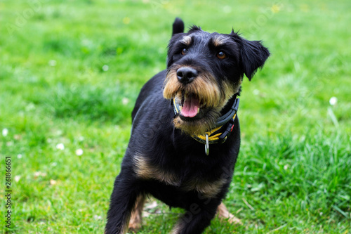 Playful little dog 