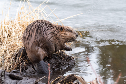 A young beaver on the edge of the dam photo