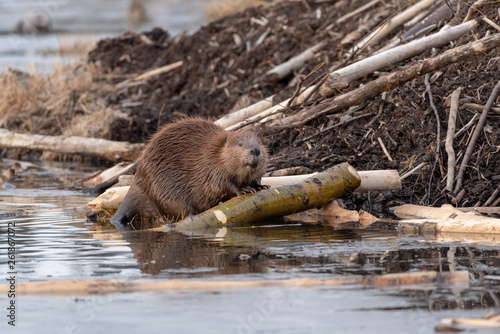 A female beaver looking up trying to smell photo