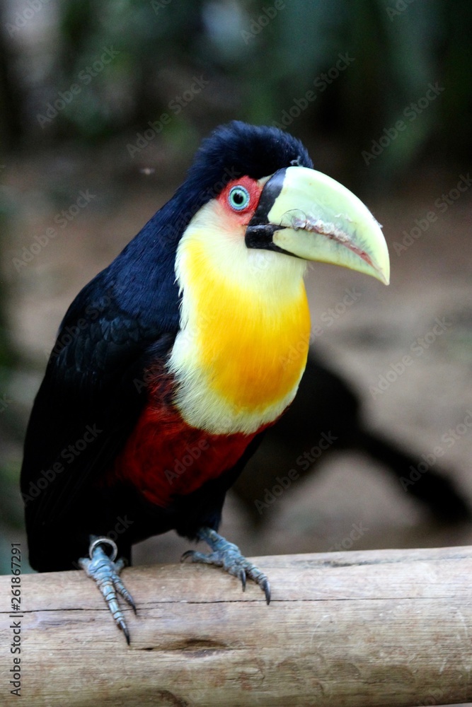 Obraz premium Aracari