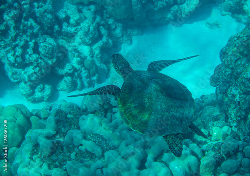 Green Sea Turtle  Chelonia mydas