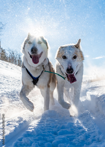 Husky dogs running in snow © Pauline