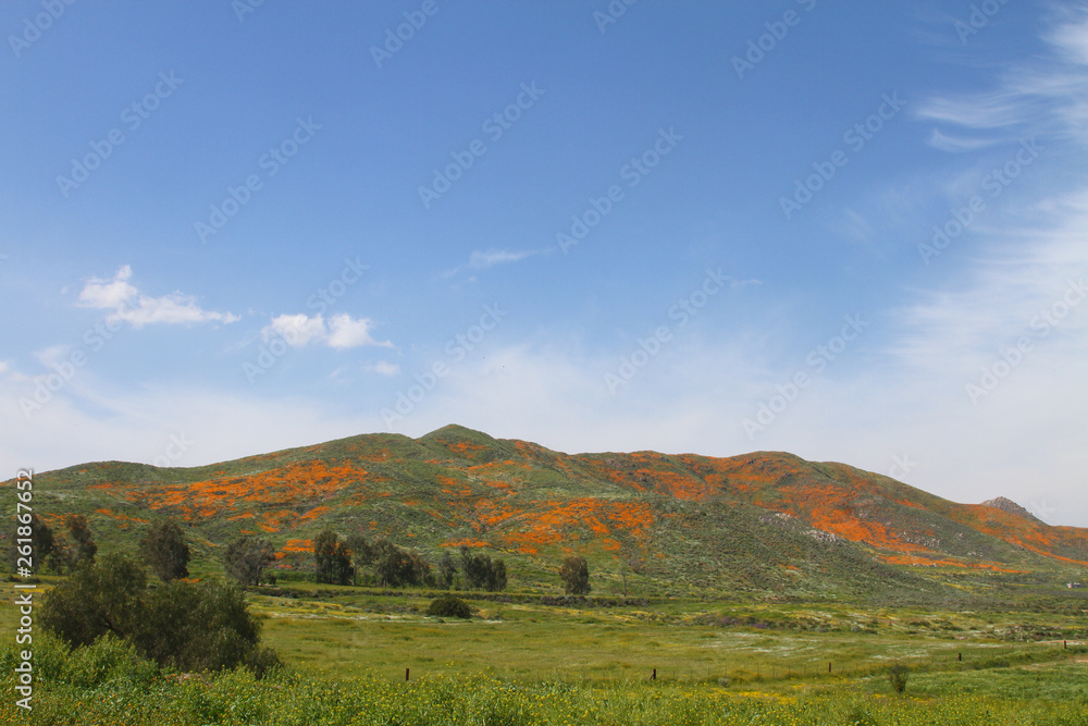 Hill of Poppies