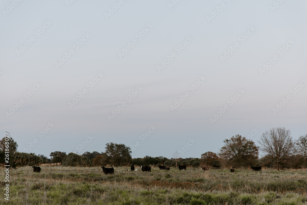Herd of Cattle Cows Grazing on Farm Field at Sunset Herd of Cattle Cows Grazing on Farm Field at Sunset