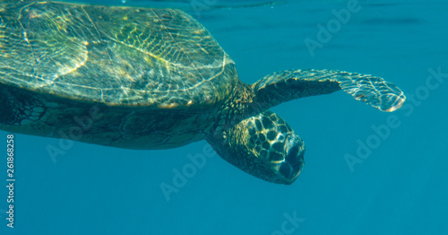 Green Sea Turtle; Chelonia mydas