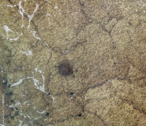 Green Sea Turtle; Chelonia mydas