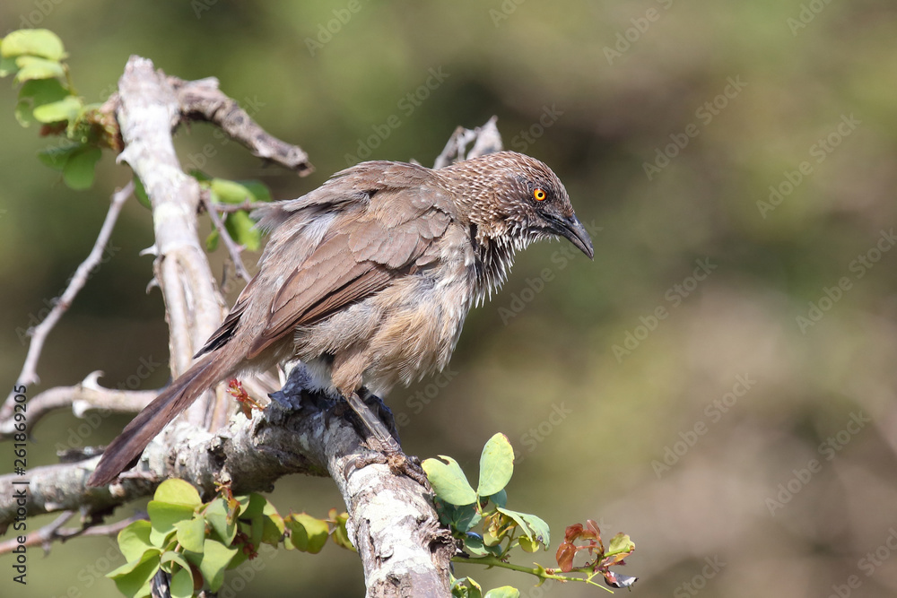 Fototapeta premium Braundrossling / Arrow-marked bubbler / Turdoides jardineii.