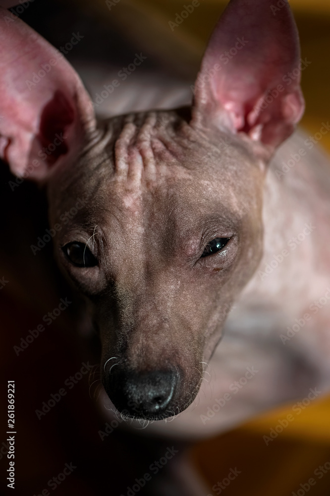 bronzed American Hairless Terrier dog portrait close-up with sunlight