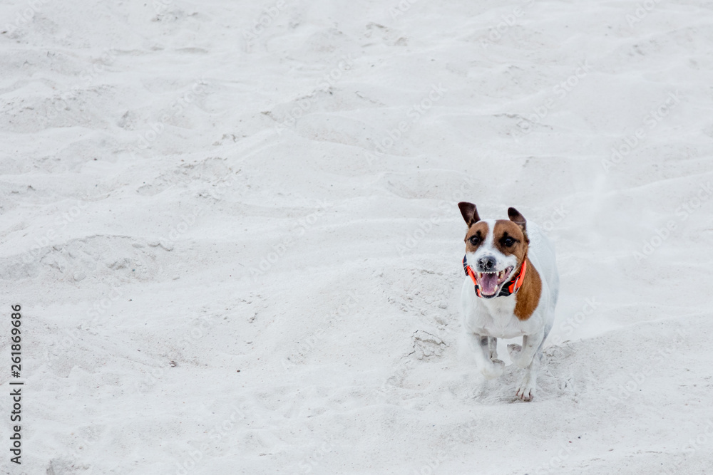 Happy running jack russell terrier on sand in summer time
