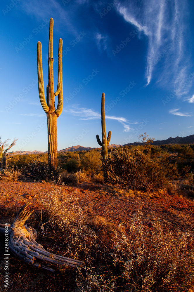 Desert scene near Phoenix Arizona taken near sunset of a Saguaro cactus. This rustic and rugged scene captures the spirit of the southwest