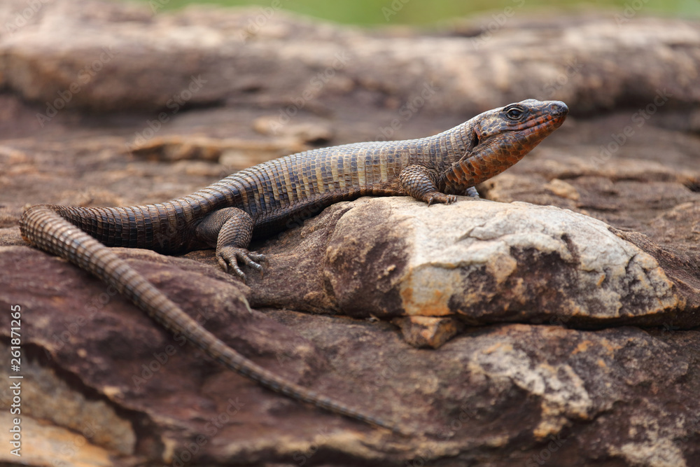 Felsen-Schildechse / Giant plated lizard / Gerrhosaurus validus Felsen-Schildechse / Giant plated lizard / Gerrhosaurus validus