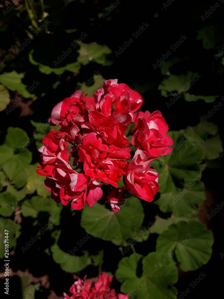 Fototapeta premium flower in garden