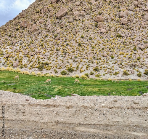 Llamas grazing in Chile