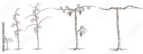 Growing and pruning grapevines vector illustration. vintage style.