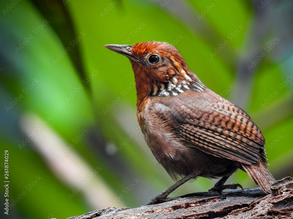 Naklejka premium Musician Wren