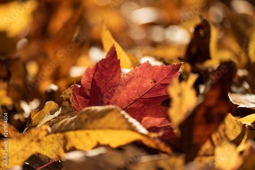 Shallow depth of field focusing on a single red maple leaf in an artistic abstract organic pattern of yellow leaves. This image captures the essence of Fall and autumn.