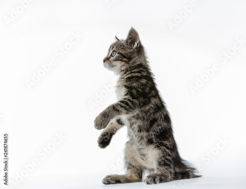Fototapeta Naklejka Na Ścianę i Meble -  Kitten on white background