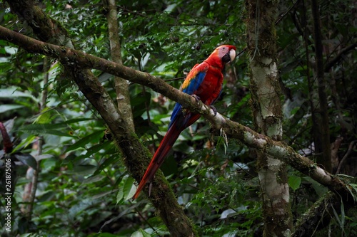 Scarlet Macaw, Amazon