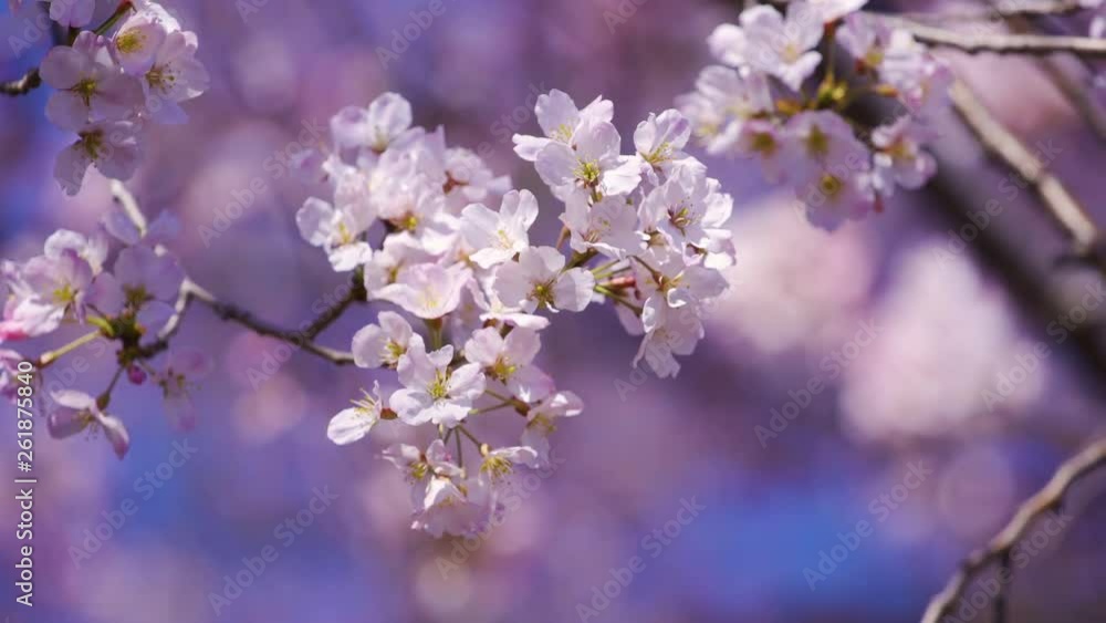 beautiful Sakura, Cherry Blossom flower in spring season beautiful Sakura, Cherry Blossom flower in spring season