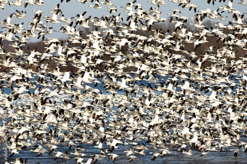 Snow Geese Take Off