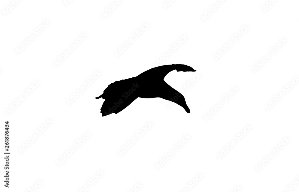 Silhouette of gull Silhouette of gull