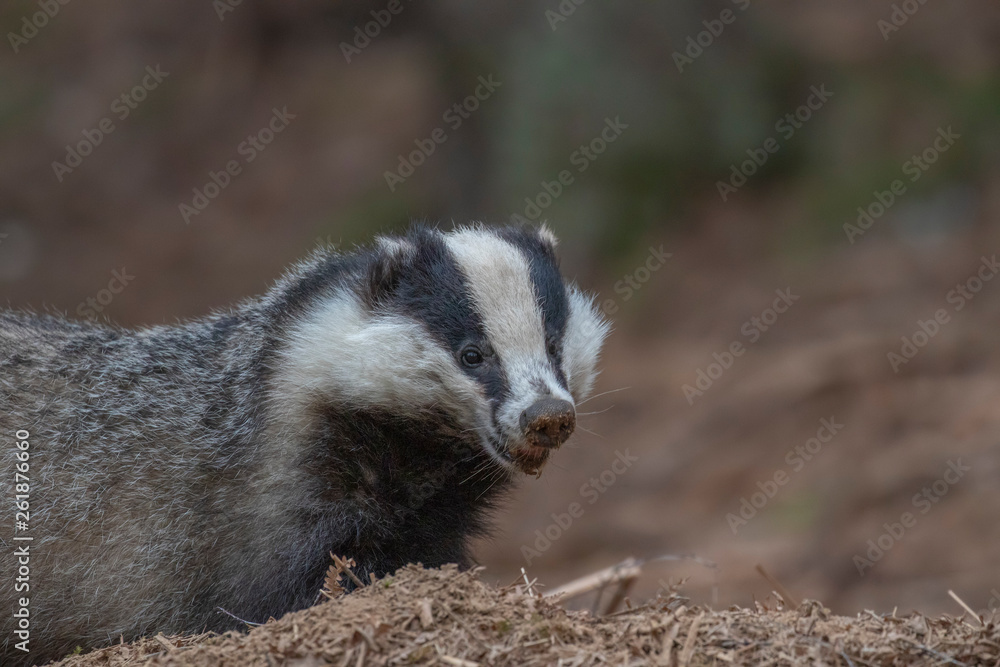 European badger, Meles meles, walking, eating close up at ground level during April in Scotland. European badger, Meles meles, walking, eating close up at ground level during April in Scotland.
