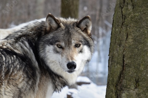Looking into the eyes of a Timber Wolf