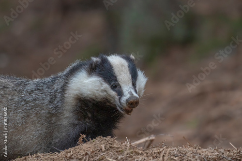 European badger, Meles meles, walking, eating close up at ground level during April in Scotland.