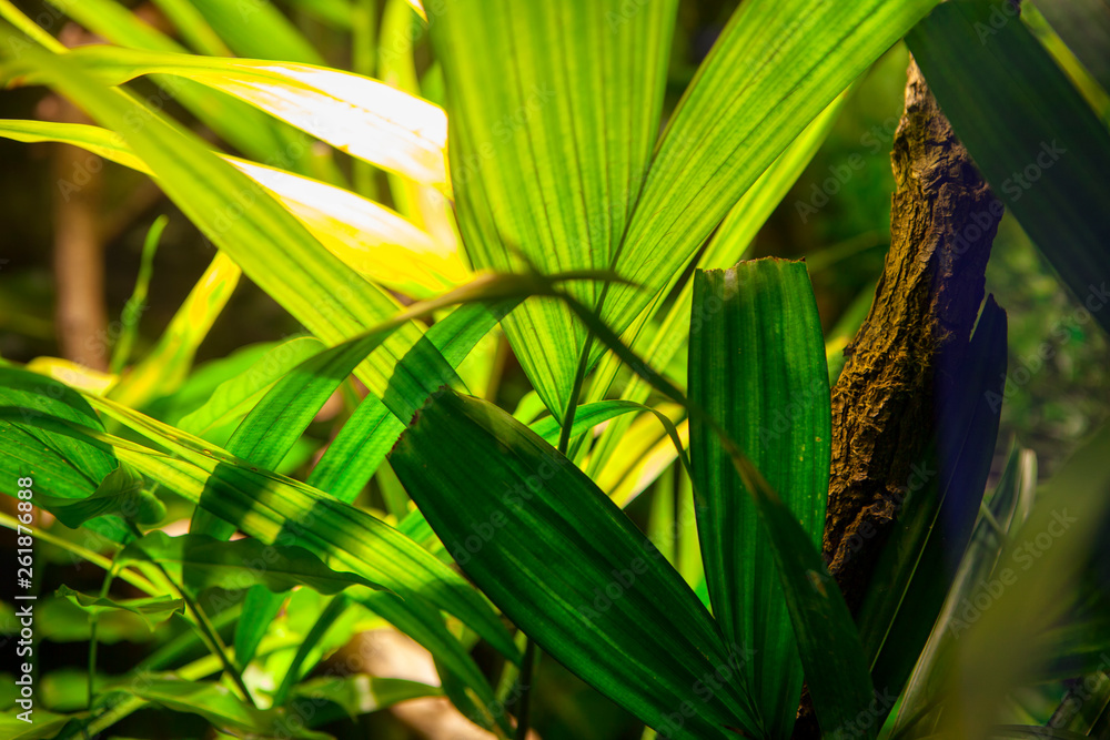 Fototapeta premium exotic green plants of rainforest