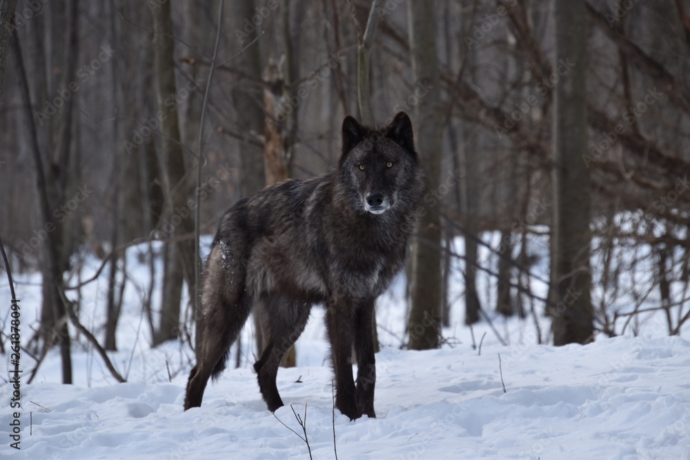 Snipper Wolf