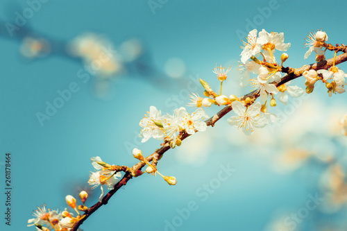 White spring blossom with bright blue sky